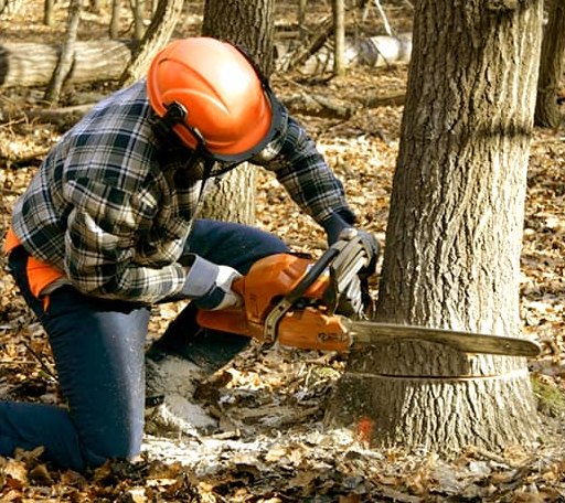 Tree Removal in Diamondhead, MS